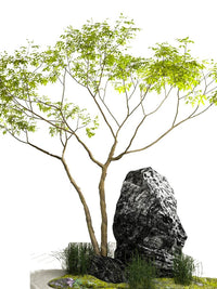 Maple Tree - Real - Trunk Artificial - Plant Installation - Plant Installation - 4847717380190 - Tumbleweed Plants - Online Plant Delivery Singapore