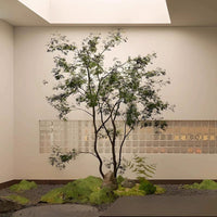 Maple Tree - Real - Trunk Artificial - Plant Installation - Plant Installation - 4847717380190 - Tumbleweed Plants - Online Plant Delivery Singapore