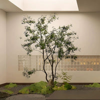 Maple Tree - Real - Trunk Artificial - Plant Installation - Plant Installation - 4847717380190 - Tumbleweed Plants - Online Plant Delivery Singapore