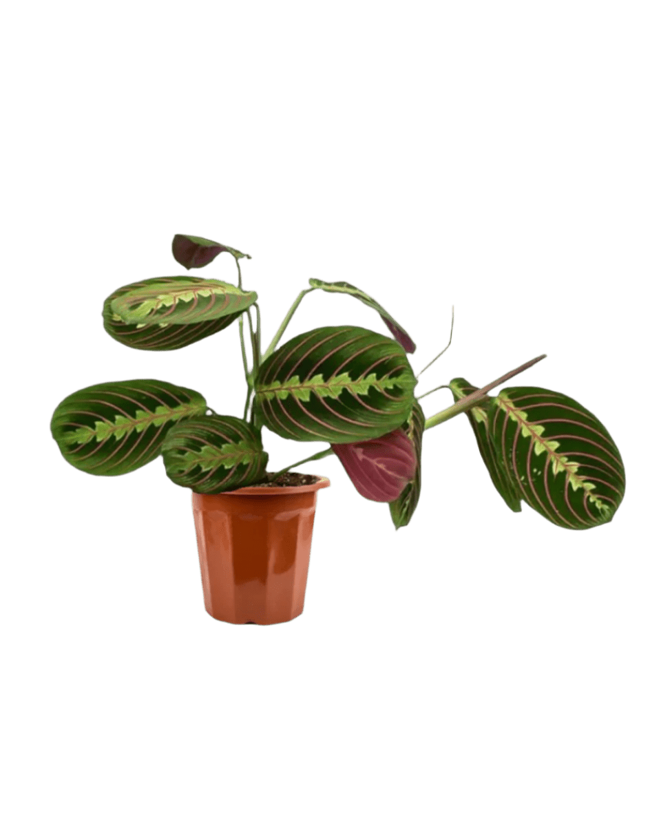 Marantha Prayer Plant in a grow pot