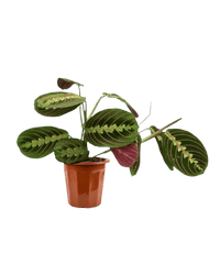 Marantha Prayer Plant in a grow pot