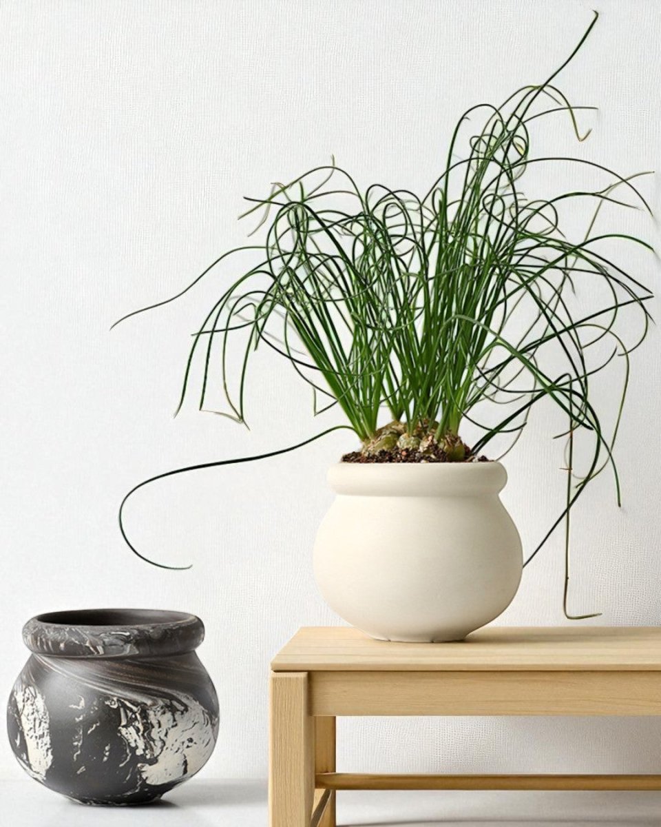 Marbelle Orb Planter - Planter - 5720238829558 - Tumbleweed Plants - Online Plant Delivery Singapore