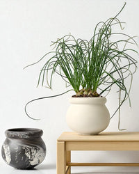 Marbelle Orb Planter - Planter - 5720238829558 - Tumbleweed Plants - Online Plant Delivery Singapore