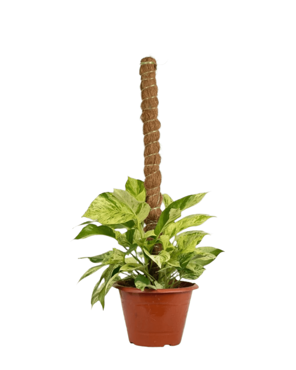 Marble Queen Plant 0.8m - Potted plant - POTT - MARB - GRW - 5997 - Tumbleweed Plants - Online Plant Delivery Singapore