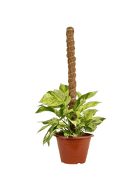 Marble Queen Plant 0.8m - Potted plant - POTT - MARB - GRW - 5997 - Tumbleweed Plants - Online Plant Delivery Singapore