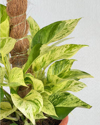 Marble Queen Plant 0.8m - grow pot - Potted plant - Tumbleweed Plants - Online Plant Delivery Singapore