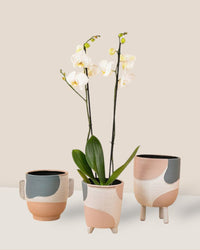 Marluz Planters - small - Pots - Tumbleweed Plants - Online Plant Delivery Singapore