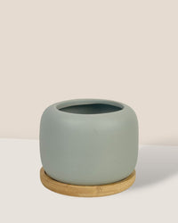 Matte Marine Grey Cement Pot with Wooden Tray - Short - medium - Pot - Tumbleweed Plants - Online Plant Delivery Singapore