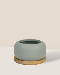 Matte Marine Grey Cement Pot with Wooden Tray - Short - small - Pot - Tumbleweed Plants - Online Plant Delivery Singapore