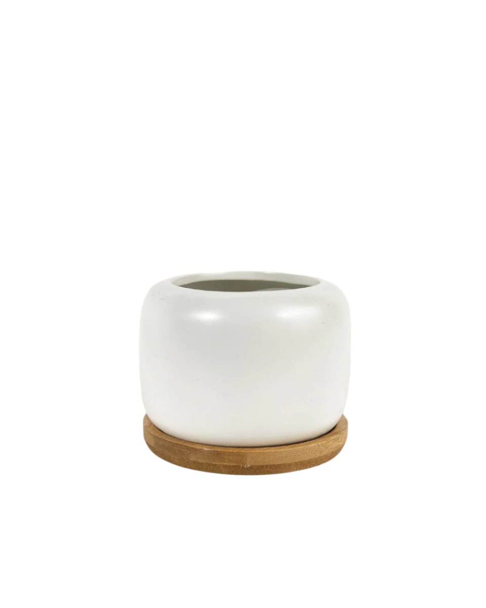 Matte White Cement Pot with Wooden Tray - Short - medium - Pots - Tumbleweed Plants - Online Plant Delivery Singapore