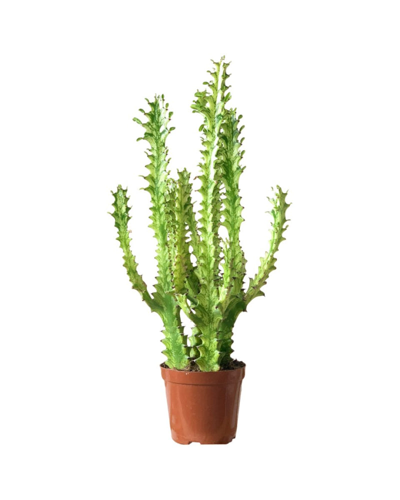 Medium Assorted Cactus (Set of 3) - Potted plant - Tumbleweed Plants - Online Plant Delivery Singapore