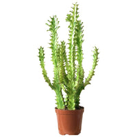 Medium Assorted Cactus (Set of 3)