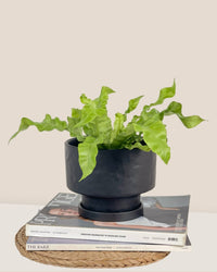 Medium Astra Pot - black - Pot - Tumbleweed Plants - Online Plant Delivery Singapore
