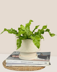 Medium Astra Pot - cream - Pot - Tumbleweed Plants - Online Plant Delivery Singapore