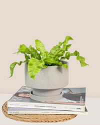 Medium Astra Pot - grey - Pot - Tumbleweed Plants - Online Plant Delivery Singapore