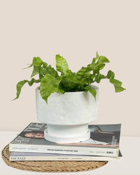 Medium Astra Pot - white - Pot - Tumbleweed Plants - Online Plant Delivery Singapore