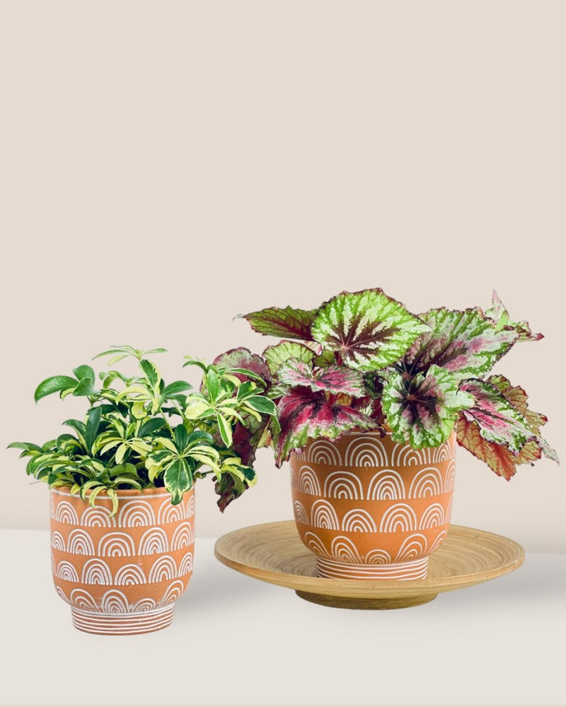 Medium Boho Chic Terracotta - Pot - Tumbleweed Plants - Online Plant Delivery Singapore