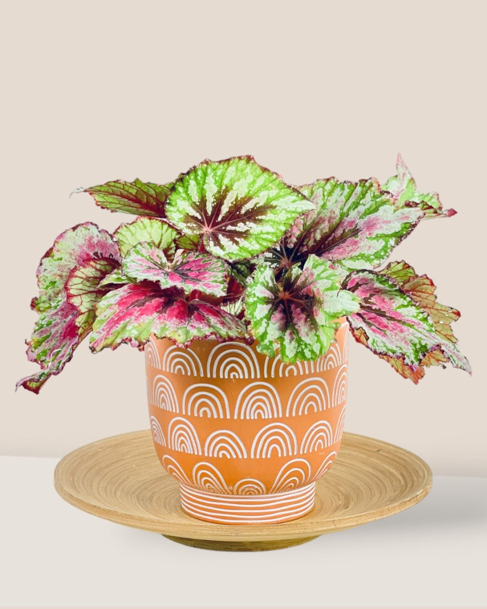 Medium Boho Chic Terracotta - Pot - Tumbleweed Plants - Online Plant Delivery Singapore