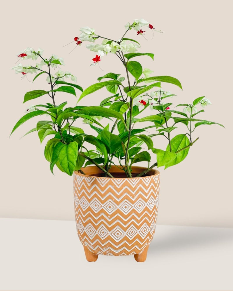 Medium Boho Terracotta - Pot - Tumbleweed Plants - Online Plant Delivery Singapore