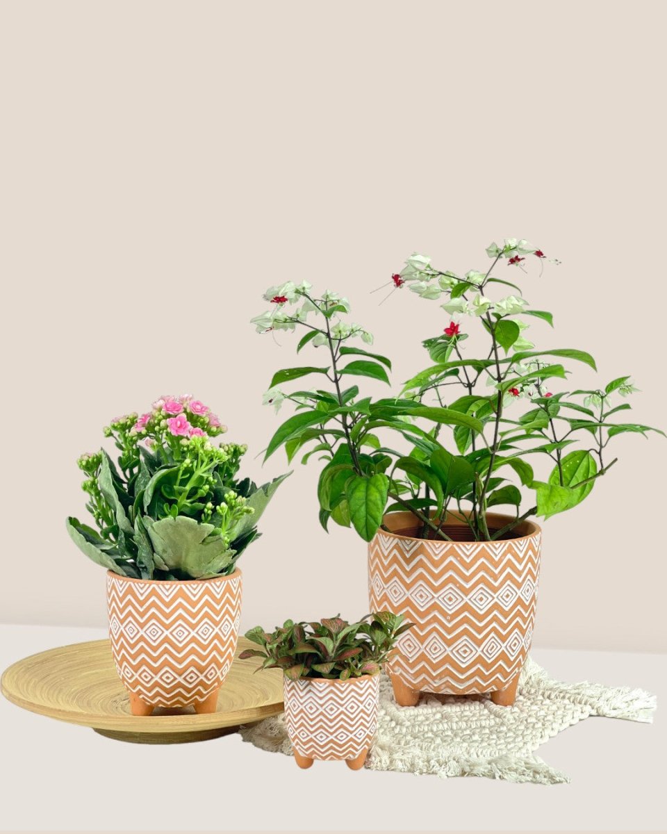 Medium Boho Terracotta - Pot - Tumbleweed Plants - Online Plant Delivery Singapore