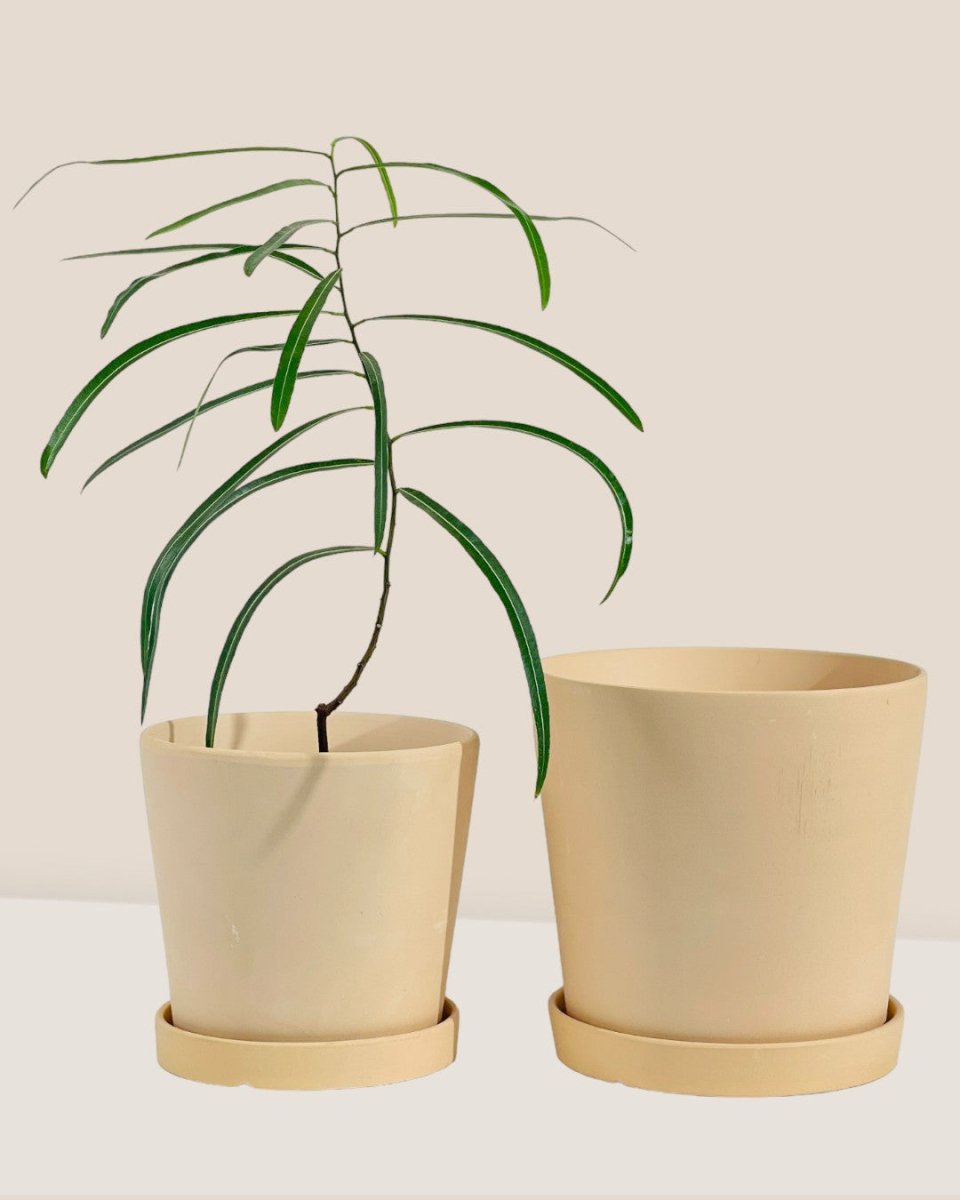 Medium Celine Terracotta Pot - 17cm - Pot - Tumbleweed Plants - Online Plant Delivery Singapore