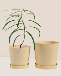 Medium Celine Terracotta Pot - 17cm - Pot - Tumbleweed Plants - Online Plant Delivery Singapore