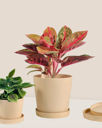 Medium Celine Terracotta Pot - 17cm - Pot - Tumbleweed Plants - Online Plant Delivery Singapore