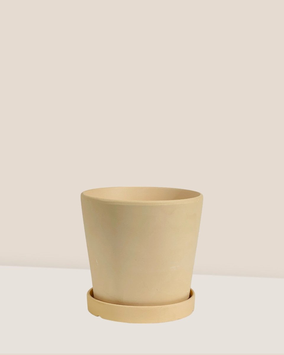 Medium Celine Terracotta Pot - 17cm - Pot - Tumbleweed Plants - Online Plant Delivery Singapore