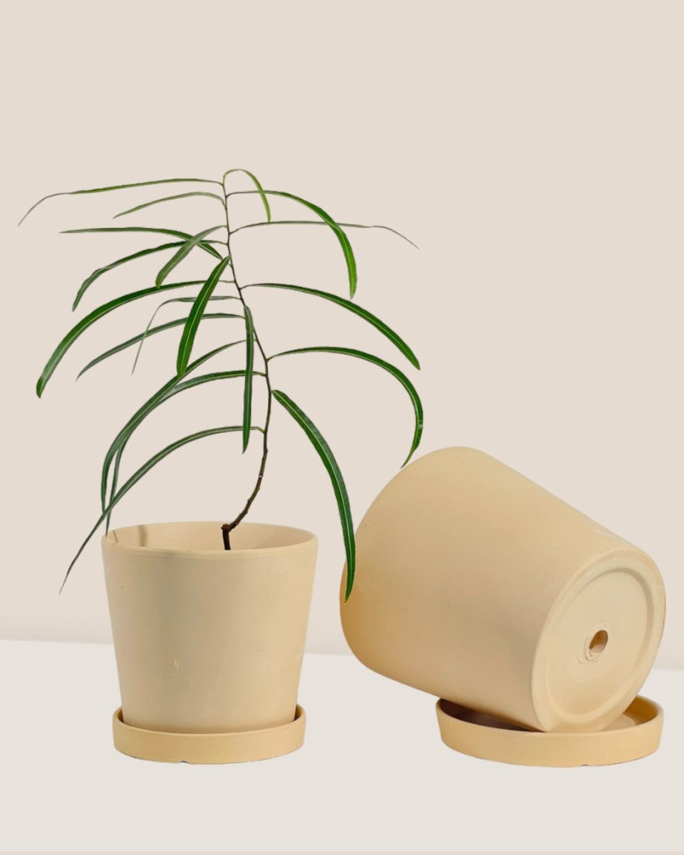 Medium Celine Terracotta Pot - 17cm - Pot - Tumbleweed Plants - Online Plant Delivery Singapore