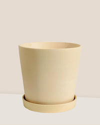 Medium Celine Terracotta Pot - 20cm - Pot - Tumbleweed Plants - Online Plant Delivery Singapore