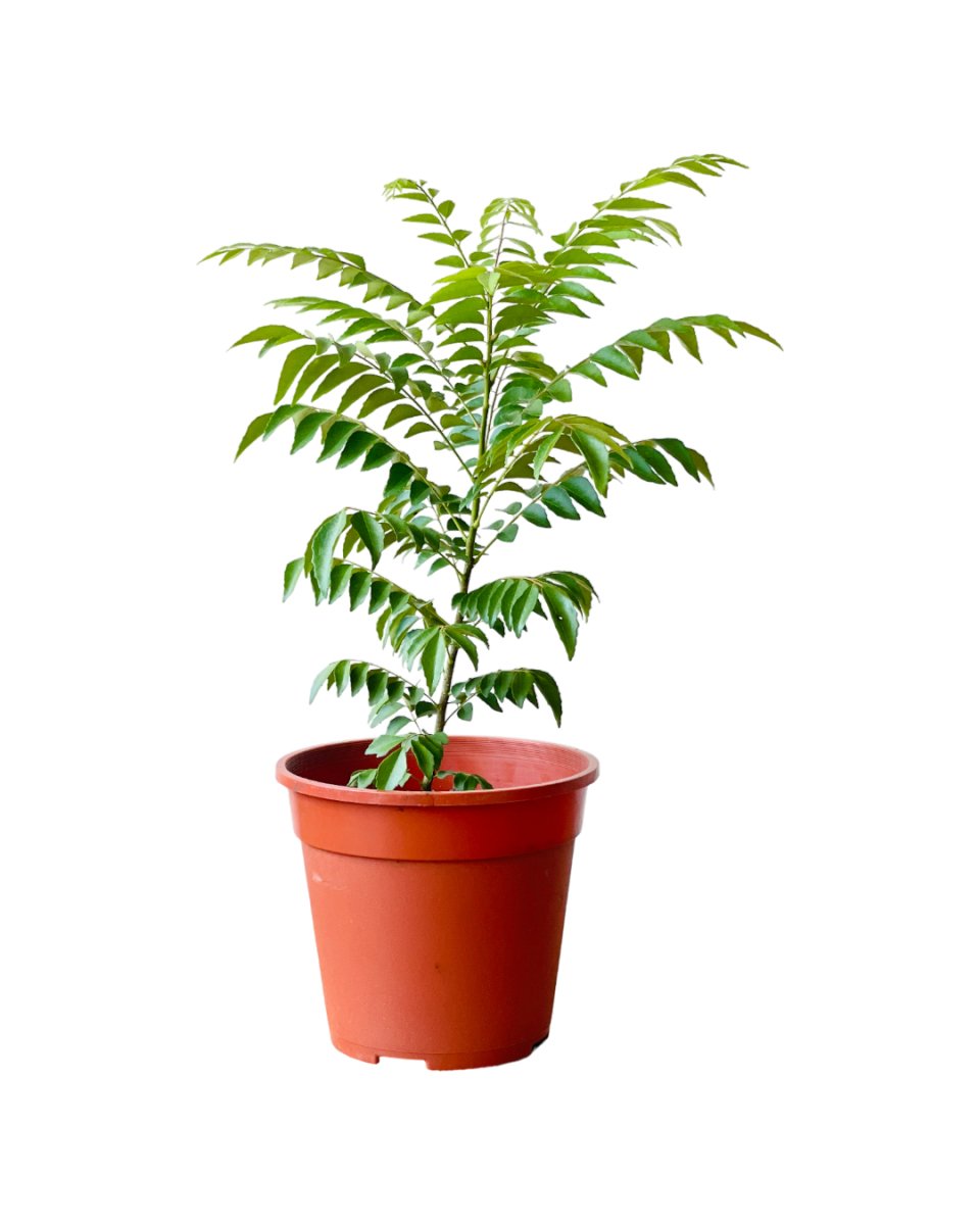 best pot for curry leaf plant Medium Curry leaf Plant