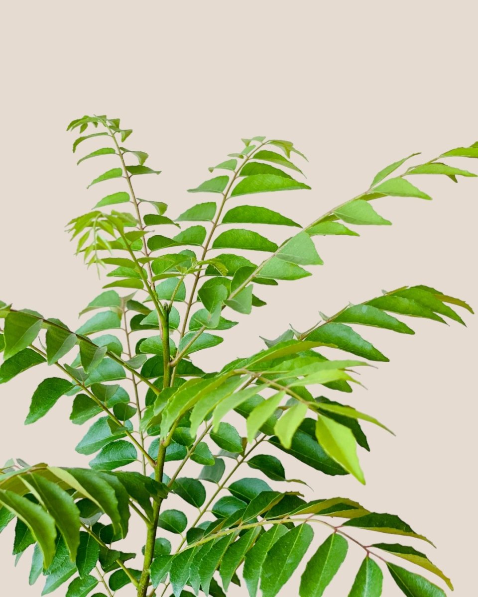 Medium Curry leaf Plant - grow pot - Potted plant - Tumbleweed Plants - Online Plant Delivery Singapore