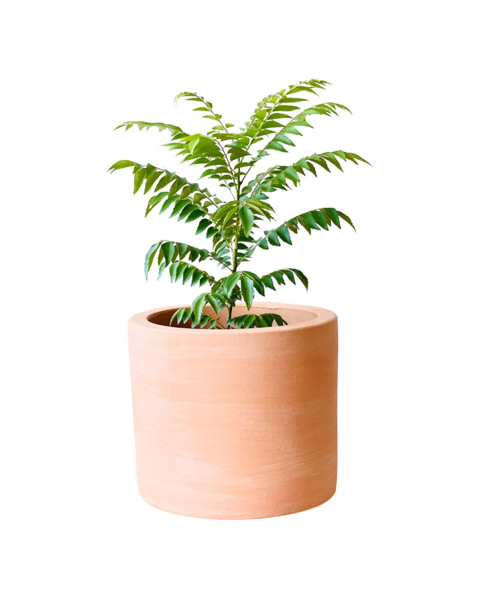 best pot for curry leaf plant Medium Curry leaf Plant