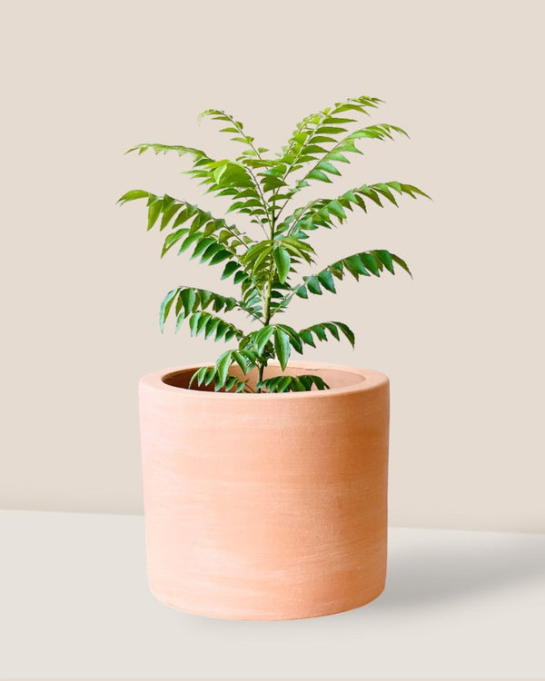 Medium Curry leaf Plant - grow pot - Potted plant - Tumbleweed Plants - Online Plant Delivery Singapore