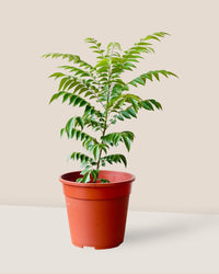 Medium Curry leaf Plant - grow pot - Potted plant - Tumbleweed Plants - Online Plant Delivery Singapore