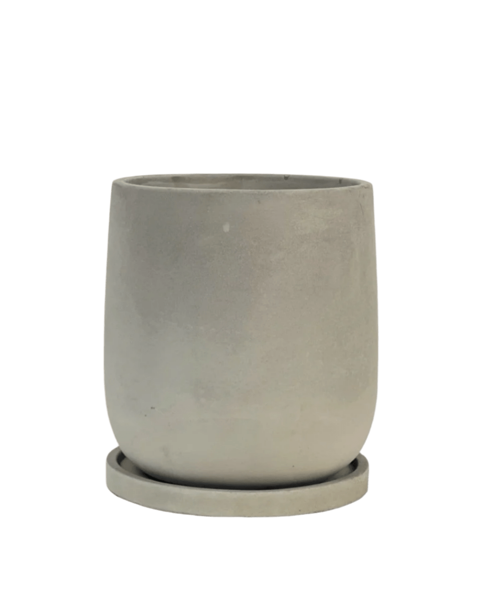 Medium Dusty Grey Cement Planter with Tray - Pots - POTS - MEDI - CM - 6573 - Tumbleweed Plants - Online Plant Delivery Singapore