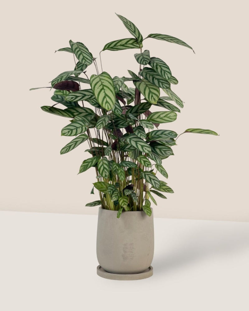 Medium Dusty Grey Cement Planter with Tray - 19cm - Pot - Tumbleweed Plants - Online Plant Delivery Singapore