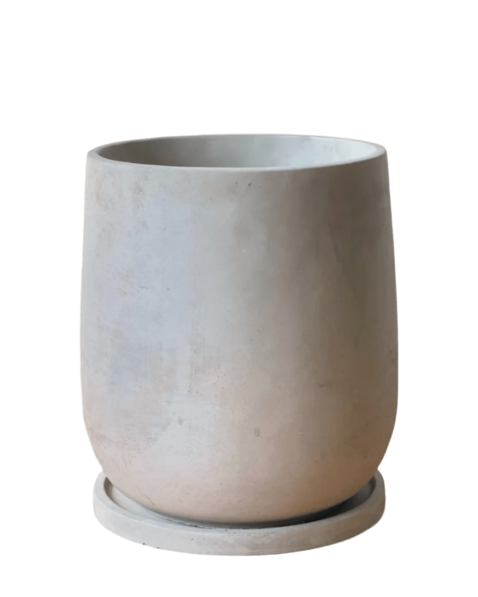 Medium Dusty Grey Cement Planter with Tray - Pots - POT - MEDI - CM - 5306 - Tumbleweed Plants - Online Plant Delivery Singapore