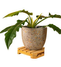 Medium Egg Pots - grey - Pots - Tumbleweed Plants - Online Plant Delivery Singapore