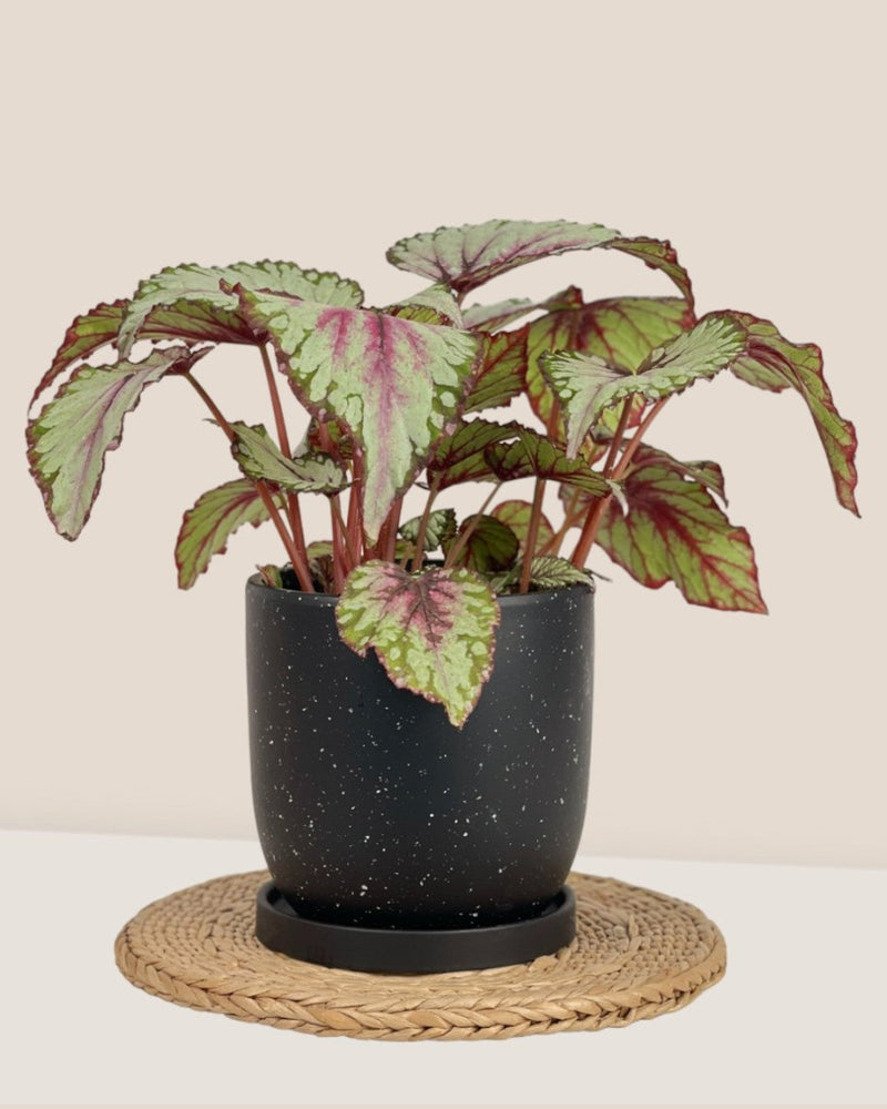 Medium Eloise with Tray - black - Pot - Tumbleweed Plants - Online Plant Delivery Singapore