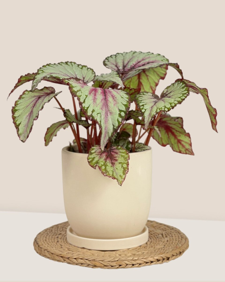 Medium Eloise with Tray - cream - Pot - Tumbleweed Plants - Online Plant Delivery Singapore