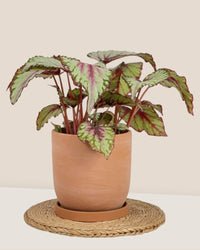 Medium Eloise with Tray - cream - Pot - Tumbleweed Plants - Online Plant Delivery Singapore