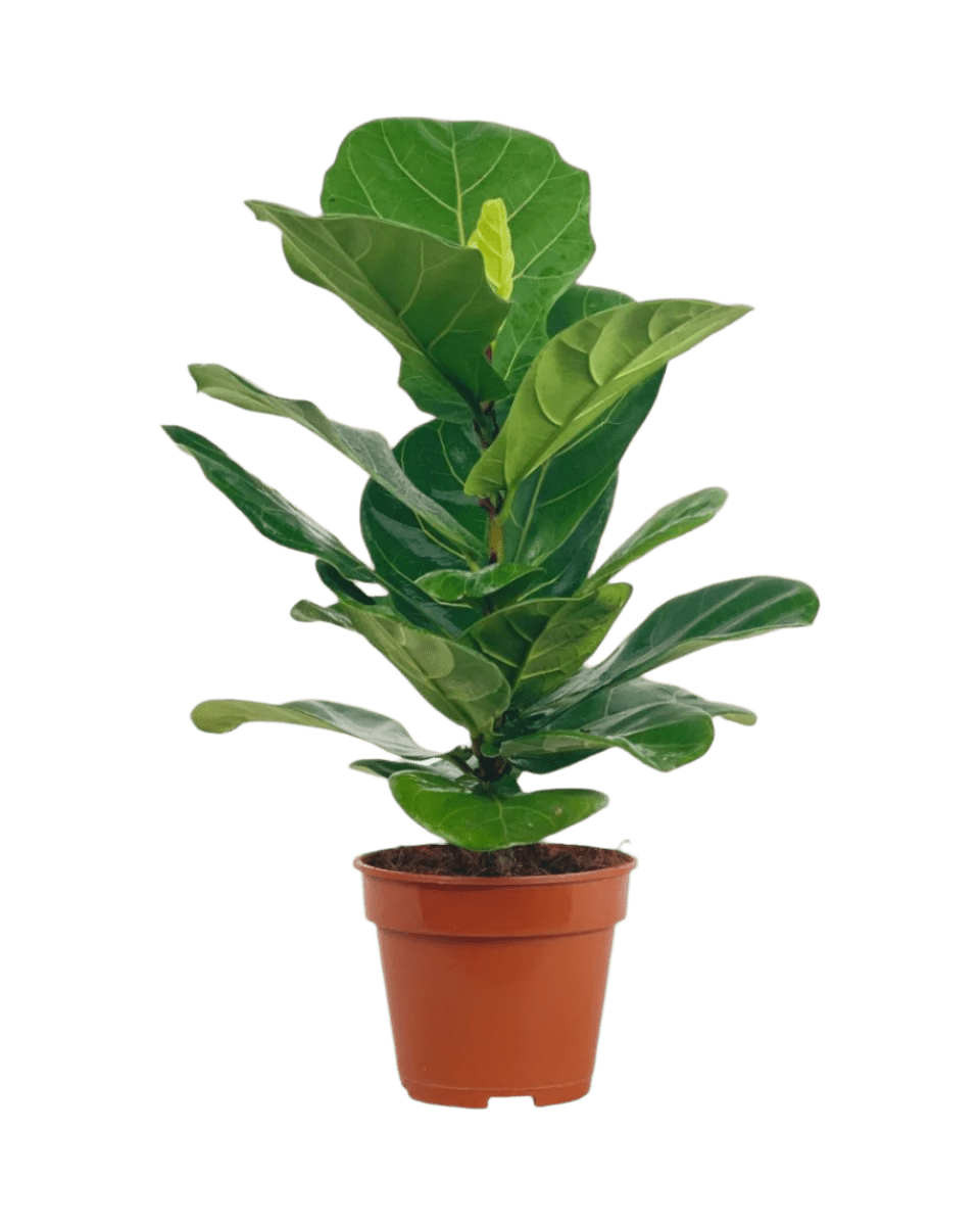 Medium Ficus Lyrata (0.5m) - Potted plant - POTT - MEDI - GRW - 5931 - Tumbleweed Plants - Online Plant Delivery Singapore