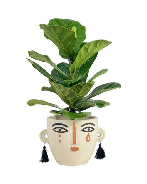 Medium Ficus Lyrata (0.5m) - grow pot - Potted plant - Tumbleweed Plants - Online Plant Delivery Singapore