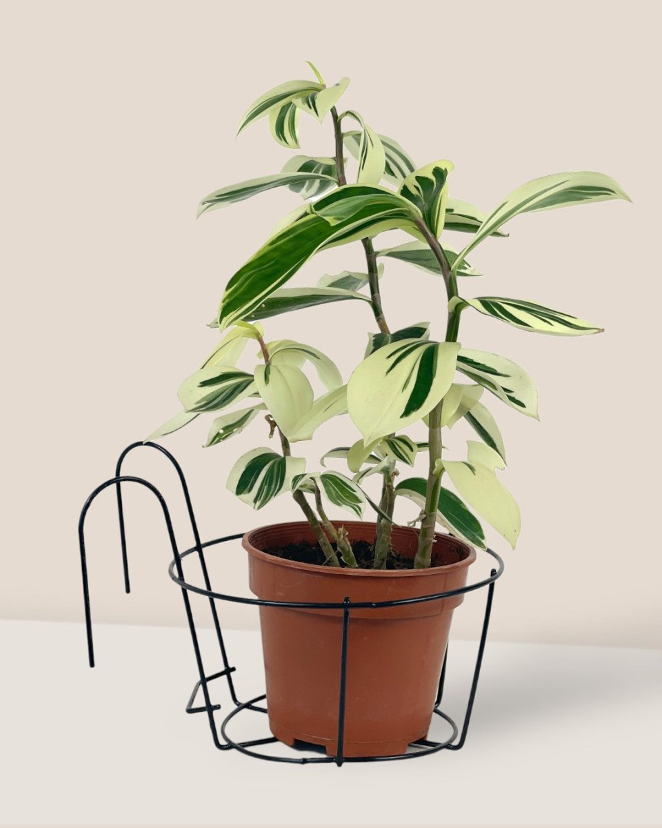 Medium Hanging Rack - Pot - Tumbleweed Plants - Online Plant Delivery Singapore