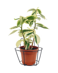 Medium Hanging Rack - Pot - Tumbleweed Plants - Online Plant Delivery Singapore