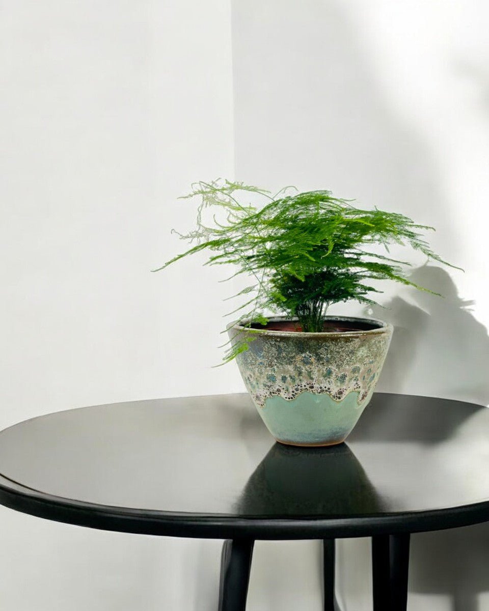 Medium Lace fern - Potted plant - POTT - MEDI - GRW - 6342 - Tumbleweed Plants - Online Plant Delivery Singapore