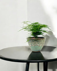 Medium Lace fern - Potted plant - POTT - MEDI - GRW - 6342 - Tumbleweed Plants - Online Plant Delivery Singapore