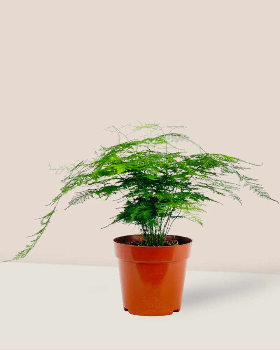 Medium Lace fern - grow pot - Potted plant - Tumbleweed Plants - Online Plant Delivery Singapore