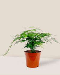 Medium Lace fern - grow pot - Potted plant - Tumbleweed Plants - Online Plant Delivery Singapore